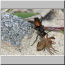 wegwespe-11mm-03-mit Spinne.jpg